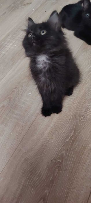 Котёнок мальчик, 3 месяца