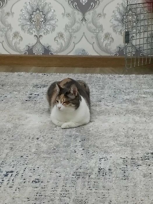 Ищем дом для особенной кошечки. Стерилизована