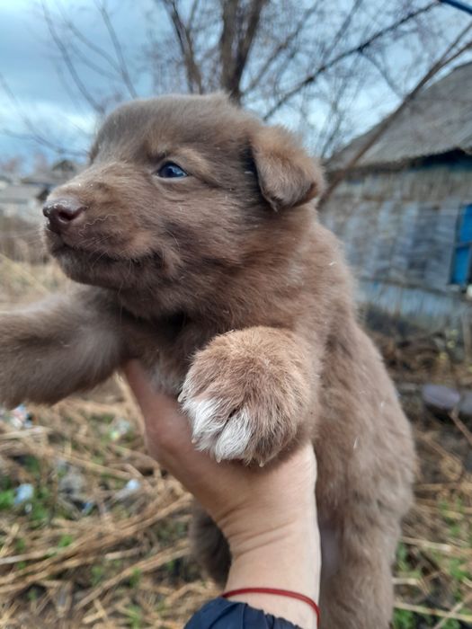 Отдам щенят в хорошие руки