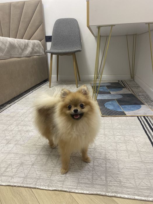 продаю щпиц померанский