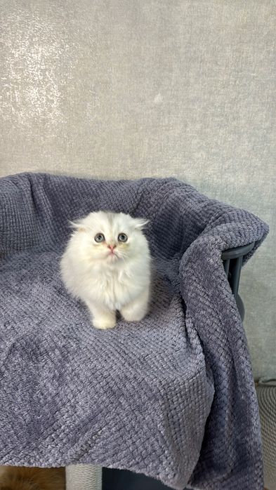 Pisoi Scottish Straight chinchilla