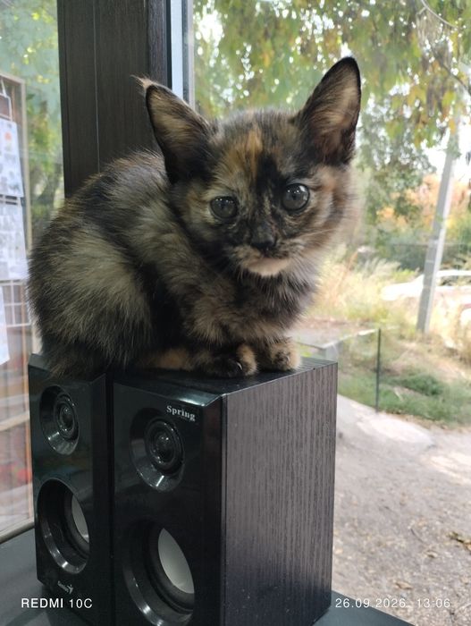 Отдам котенка в заботлиаые добрые руки