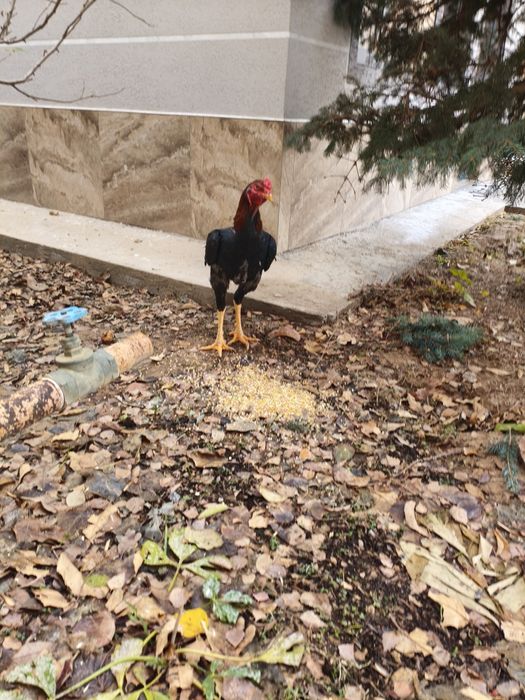 Продается бойцовский петух