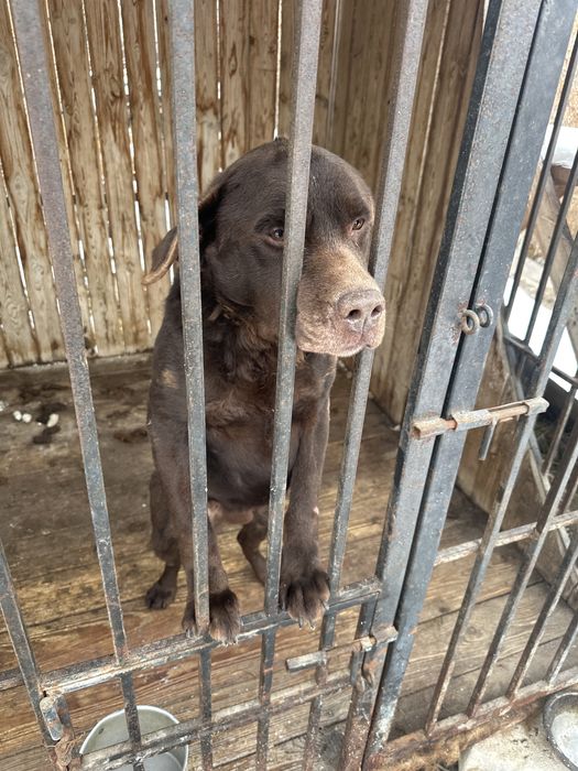 Лабродор с документами