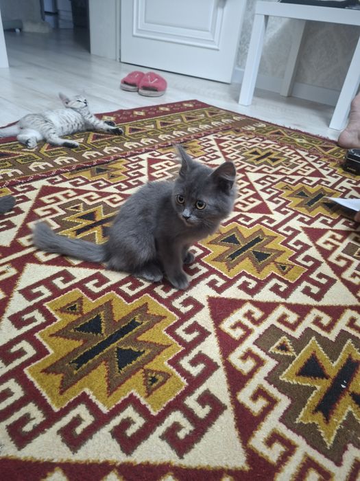 Отдам котят в добрые руки мальчика и девочку
