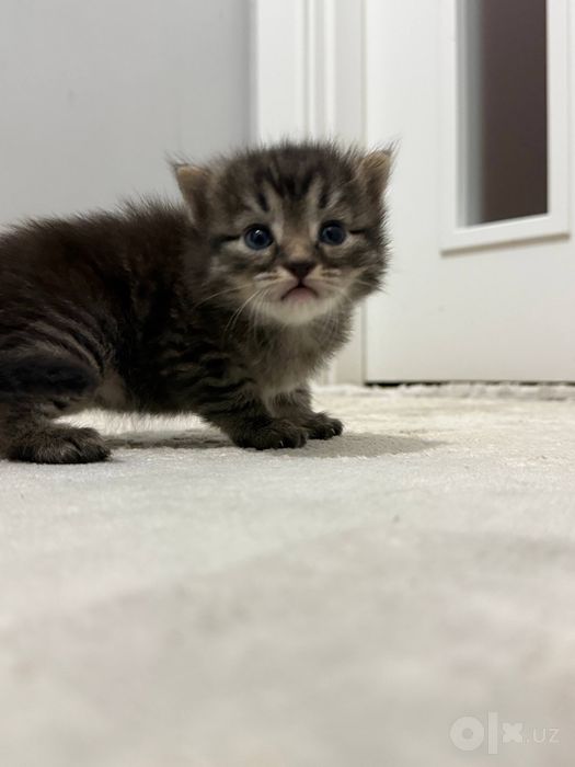 Котята Скотиш Страйт