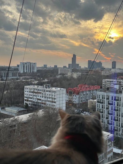 Отдается в добрые руки (кошка)