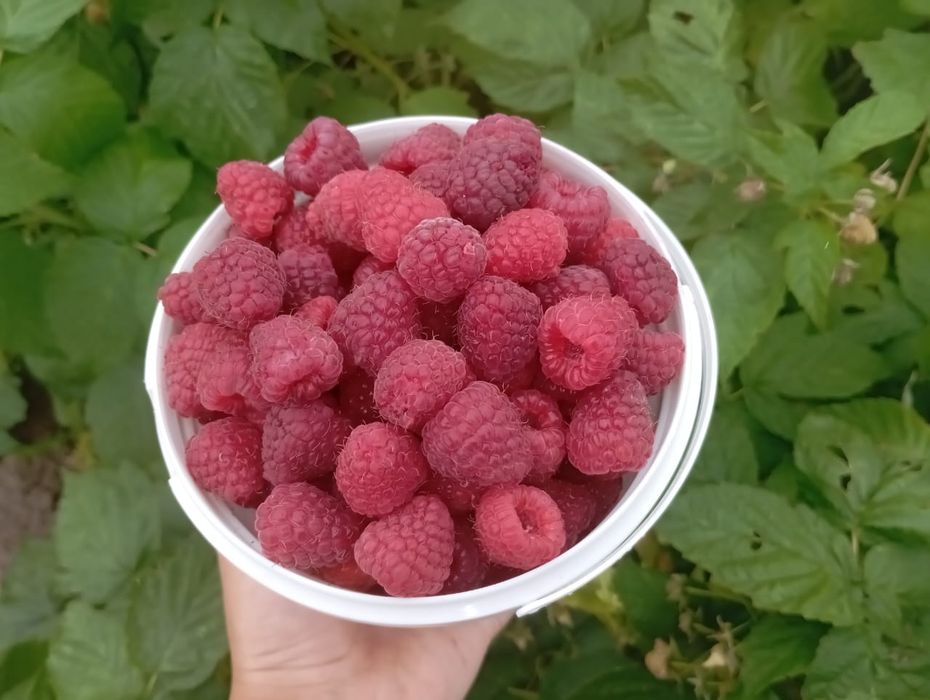 Продам малину  сладкую