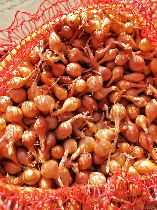 Арпаджик лясковски