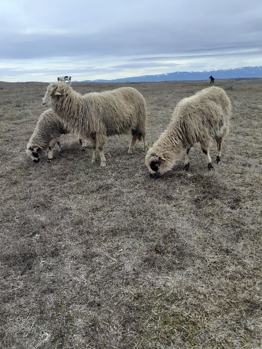 De vânzare 2 oi reforme și un berbec tânăr