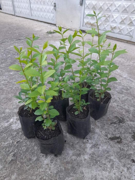 Лигуструм в контейнер