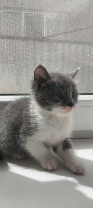 Котята в хорошие руки