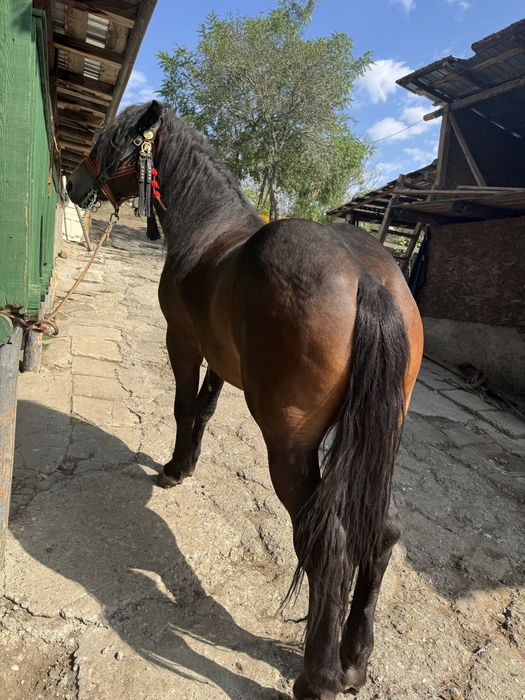 Vand manz de 2 ani jumate