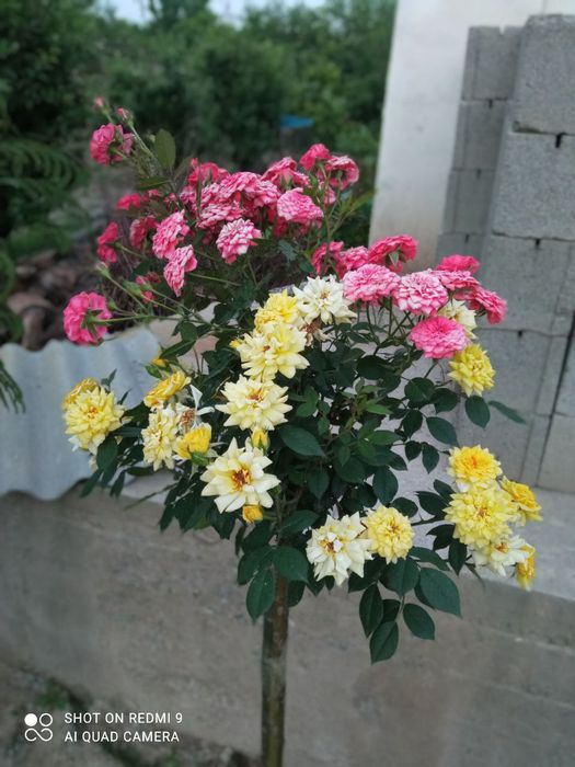 Штампвые роза турли рангларда