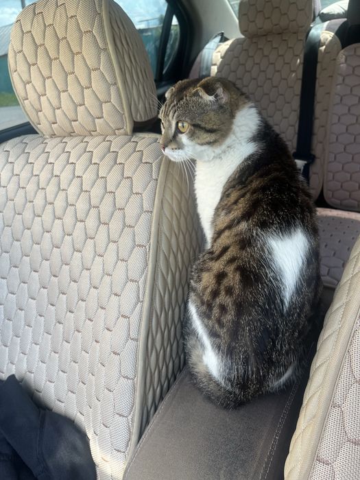 Отдам кота в добрые руки