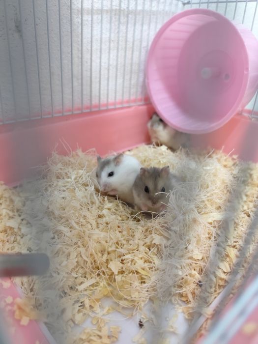 3 hamsteri + cușca cu toate accesoriile