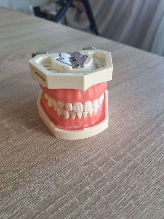 Model antrenament stomatollgie cu dinti din acrilat detasabili.