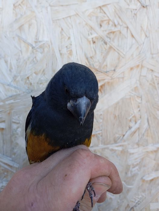 Продам выдержанную певчую птицу