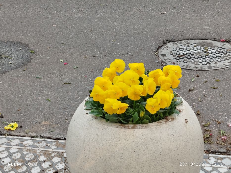 Mavsumiy gullar viola