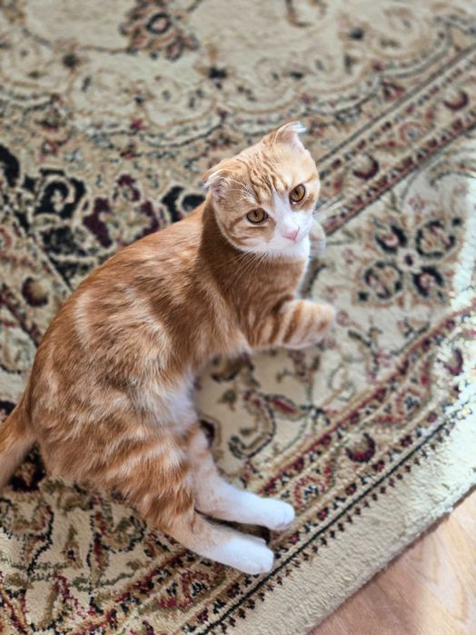 В добрые руки кошки