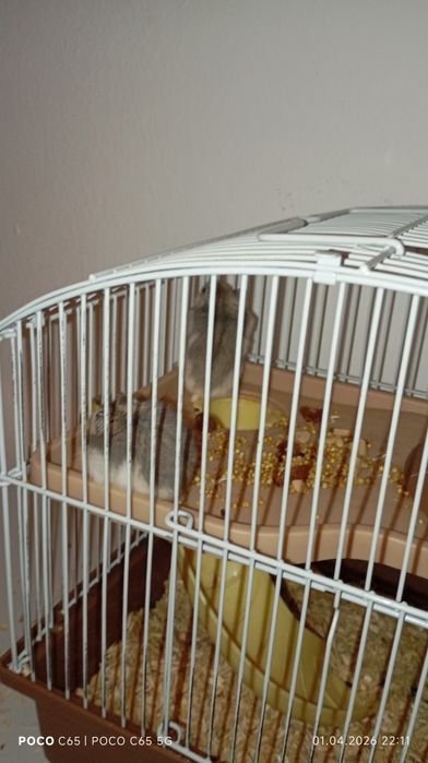 Продам хомячков 2 самки