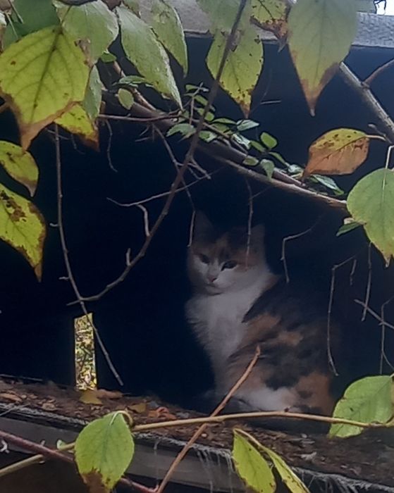 Отдам в добрые ручки