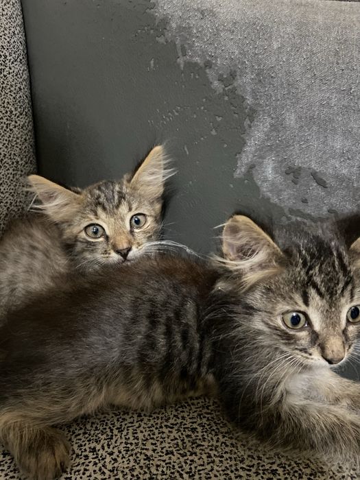 Коша и ее дети,нашла на улице