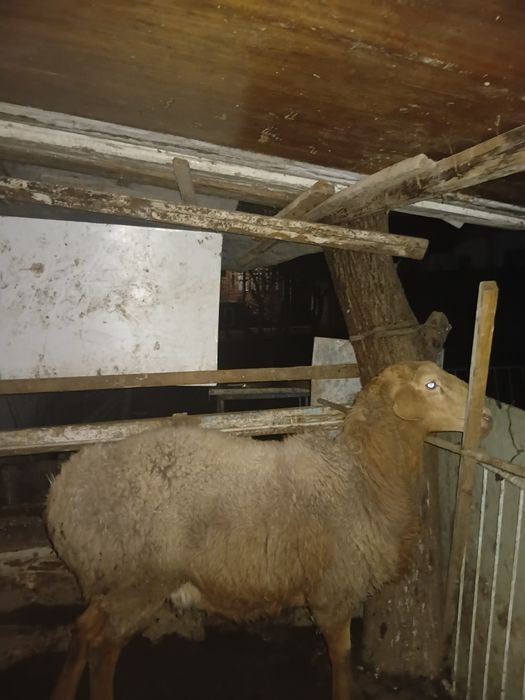 Srochna Qochqor zotdor arashan sotiladi