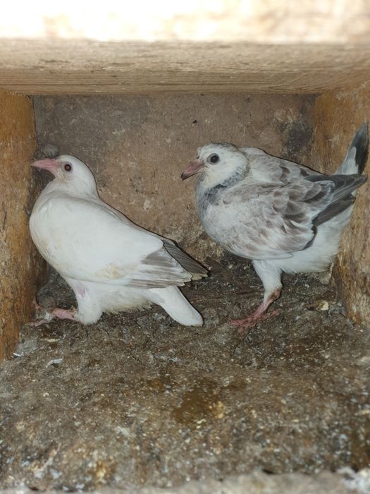 Voiajori de vânzare