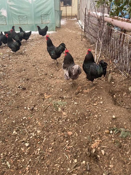 Петли Черен астролоп