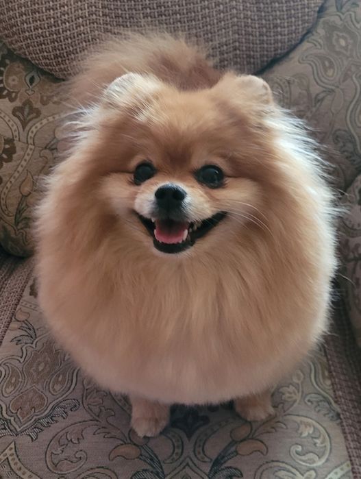 Продаются шикарные шпицы