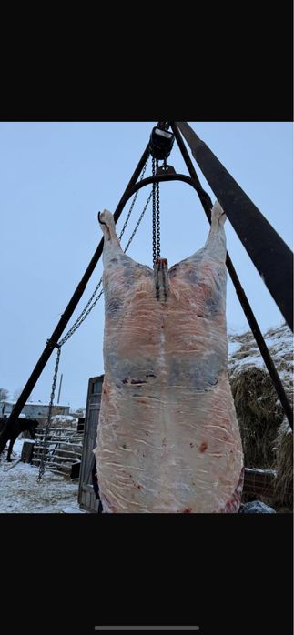 Тай кунан    Лошади