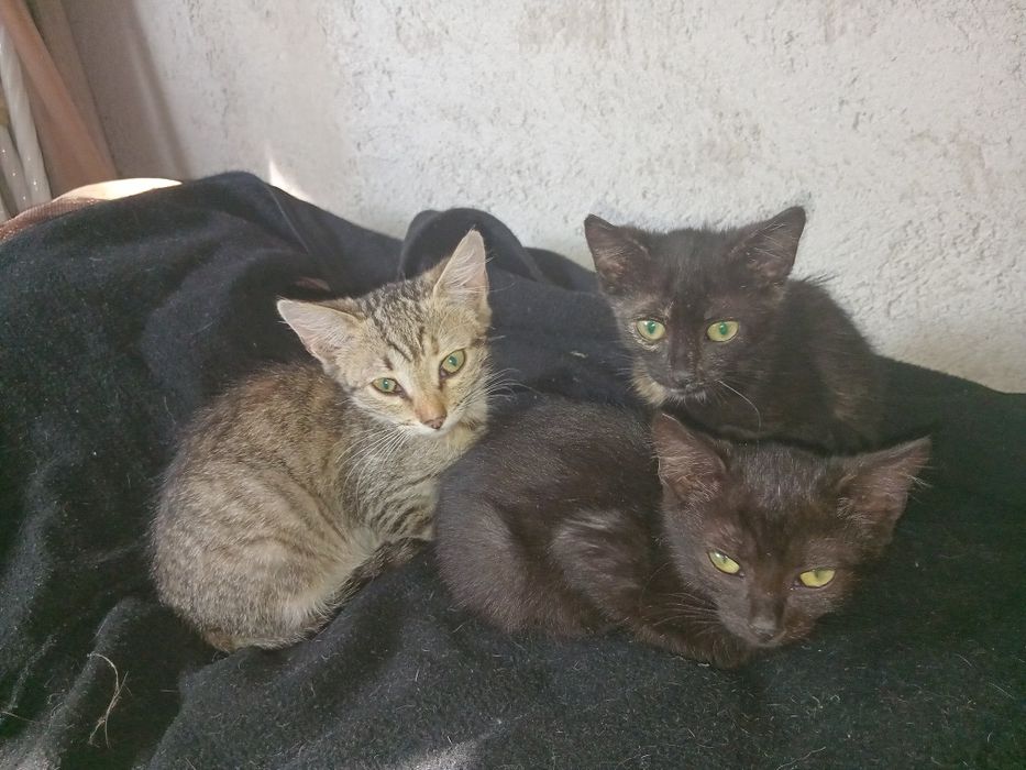 Spre adoptie 3 pisici mici . Gratuit . Mananca singuri .Sunt cuminti