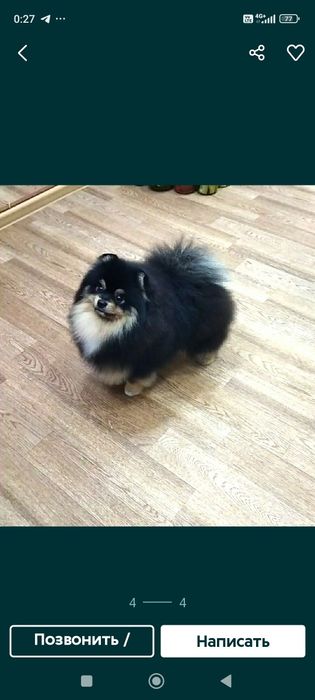 Щенки  немецкого шпица.