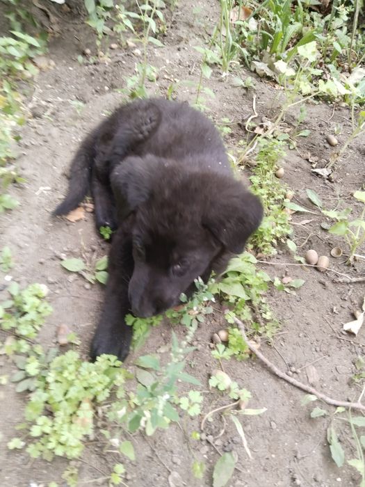 Продам авчарка немецкую 2 месяца