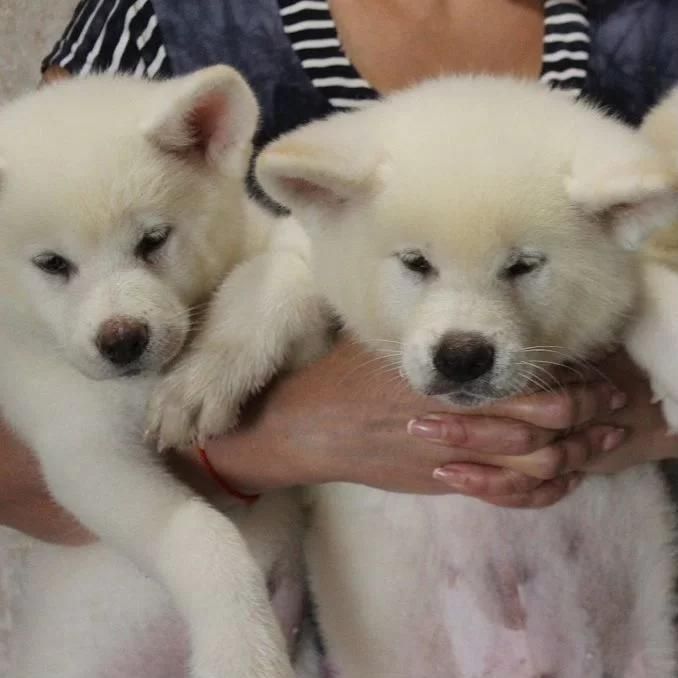 Акита ину щенок доставка