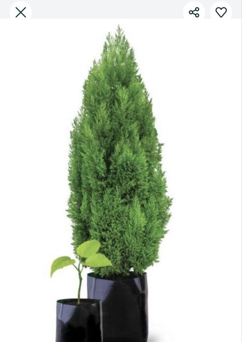 Kochat paket gul va boshqa turdagi urug ekish uchun barcha turdagi