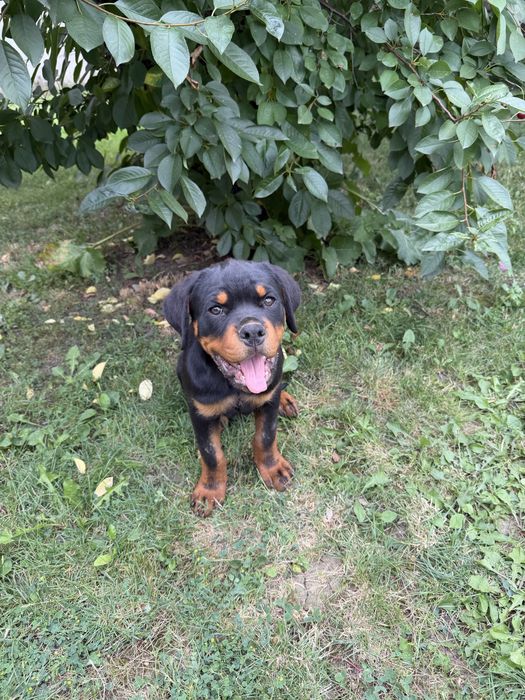 Pui Rottweiler cu Pedigree