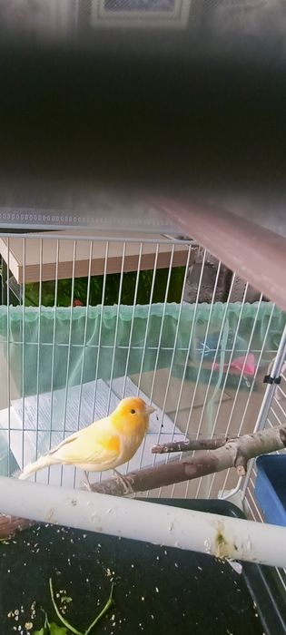 Молодой поющий кенр .