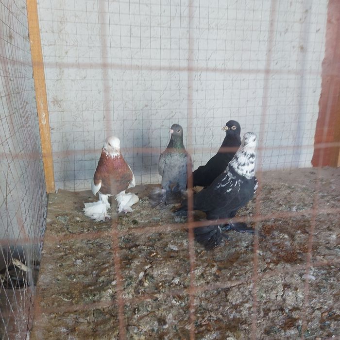 Капкан Челкар Жук  Соч