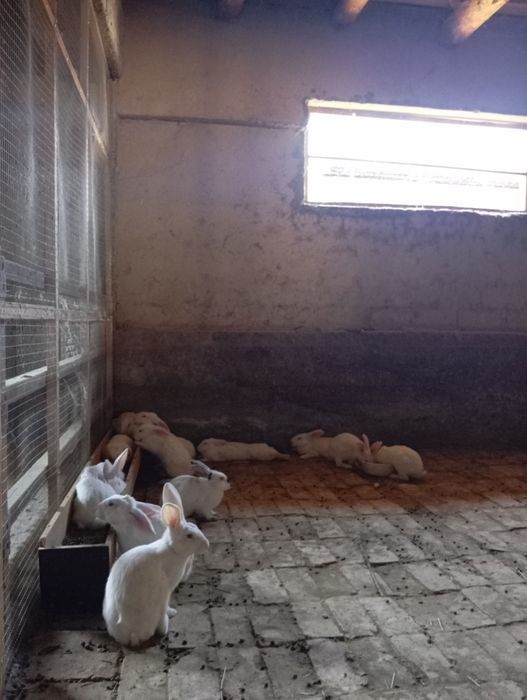 Quyon sotiladi hikol