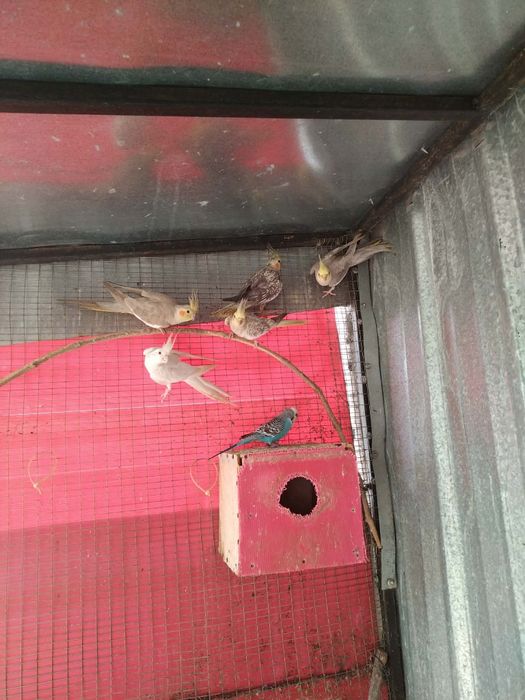 Продавам папагли Корела