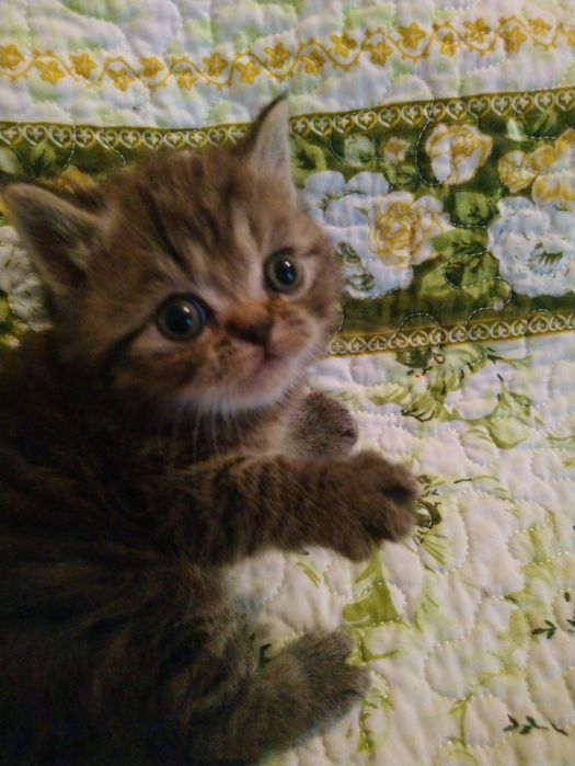 Продам котёнка экзот