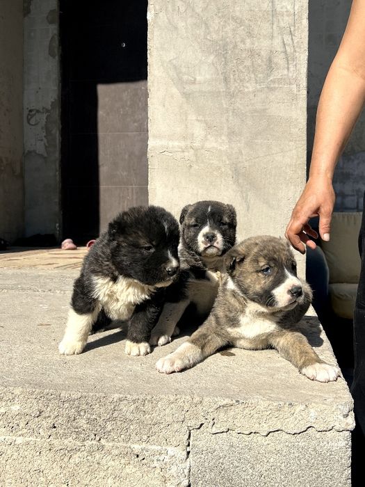 Шенки алабая 1 месиц