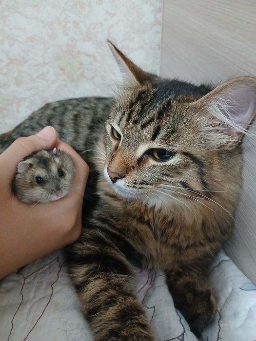 Продам Хомяка с клеткой