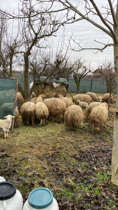 Oi de vanzare ( toate cele din poze)