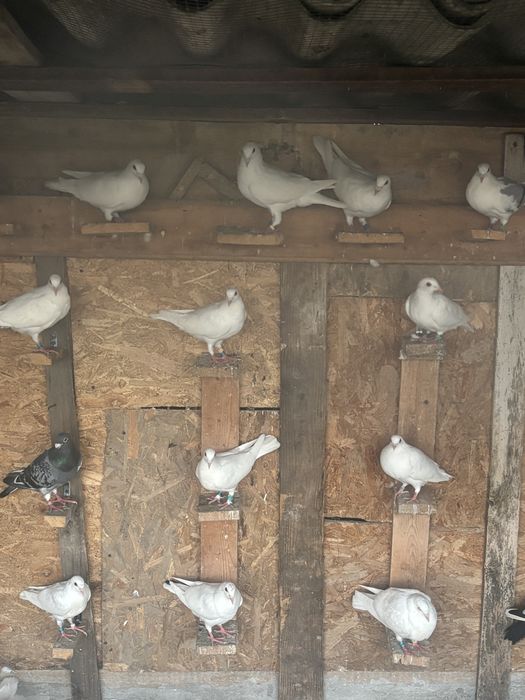 Vand porumbei voiajori sport albi