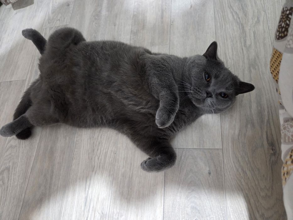 Отдам в добрые руки кошку британку