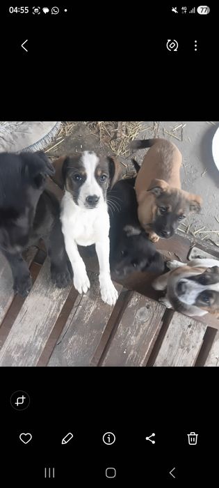 Отдав в добрые руки