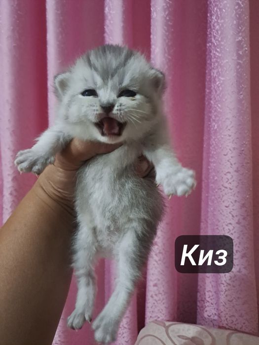 Ширингина продали мушукчалар